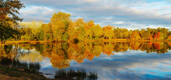 Image result for PINELANDS  fall  NJ