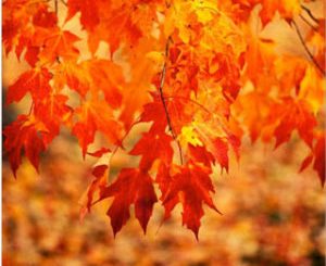 Foliage fall color Sugar-maple