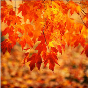 Foliage fall color Sugar-maple