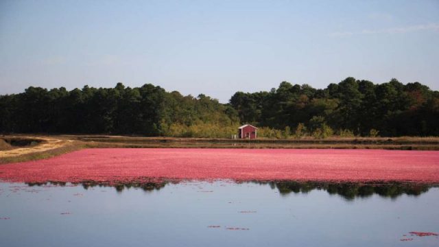 Image result for Green Bank nj fall cranberry bogs