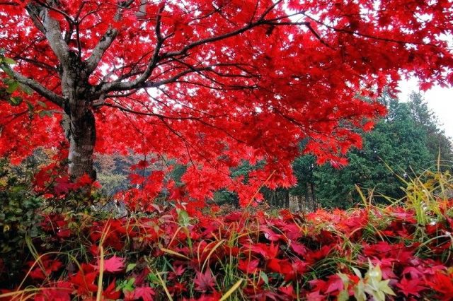 Image result for red maple new jersey