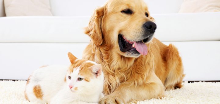 健康| 从猫狗宠物身上易得的10种疾病 美国兽医协会教您如何预防