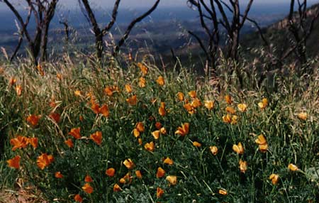 Image result for chaparral plants wildfire