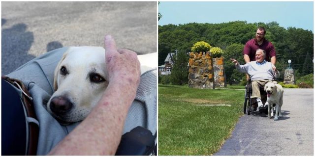 Image result for bush dog Sully