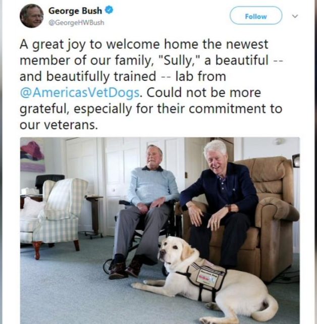 Image result for bush dog Sully Instagram
