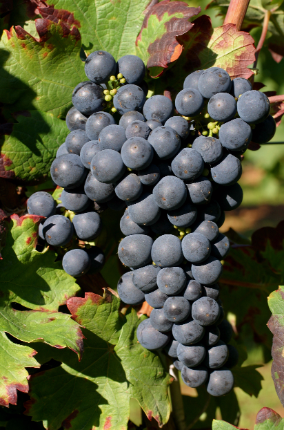 收藏| 圣诞佳节,您准备喝点什么酒?盘点美国常见的各种酒精饮料 收藏| 圣诞佳节,您准备喝点什么酒?盘点美国常见的各种酒精饮料