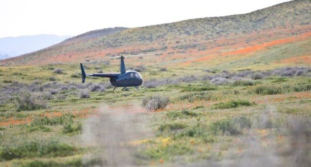 加州羚羊谷罂粟花盛开 野蛮“赏花”方式惊呆管理员