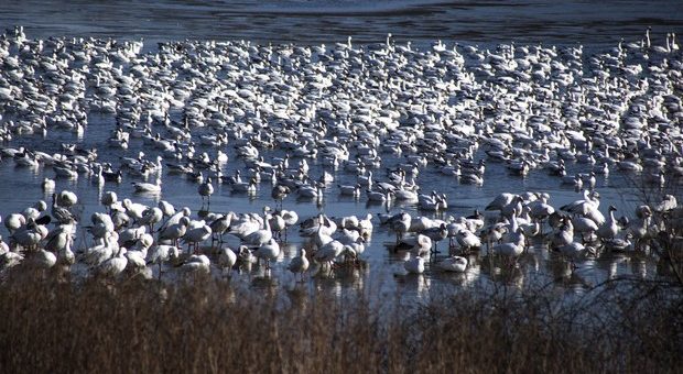 Image result for Snow geese at Middle Creek: The best time to see them