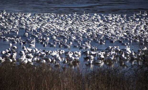Image result for Snow geese at Middle Creek: The best time to see them