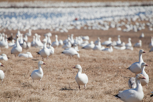 Image result for Snow geese at Middle Creek: The best time to see them