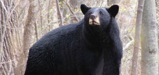 Image result for DEP Offers Safety Reminders for Public as Bears Leave Winter Dens in Search of Food