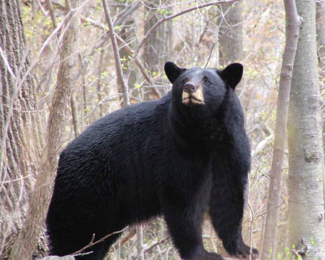 Image result for DEP Offers Safety Reminders for Public as Bears Leave Winter Dens in Search of Food