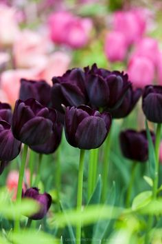 Image result for new jersey Holland Ridge Farm black tulip