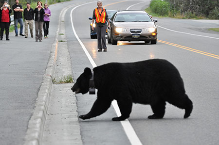 Image result for DEP Offers Safety Reminders for Public as Bears Leave Winter Dens in Search of Food