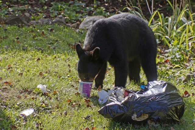 Image result for DEP Offers Safety Reminders for Public as Bears Leave Winter Dens in Search of Food
