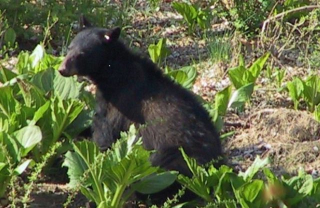 Image result for DEP Offers Safety Reminders for Public as Bears Leave Winter Dens in Search of Food
