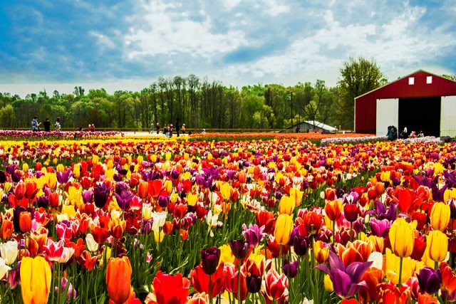 Image result for new jersey Holland Ridge Farm two color tulip