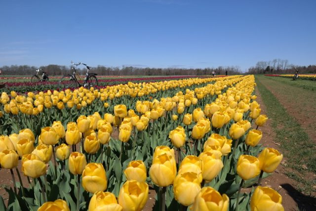 Image result for new jersey Holland Ridge Farm yellow tulip