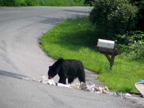 Image result for DEP Offers Safety Reminders for Public as Bears Leave Winter Dens in Search of Food