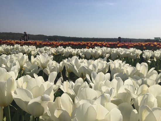 Image result for new jersey Holland Ridge Farm white tulip