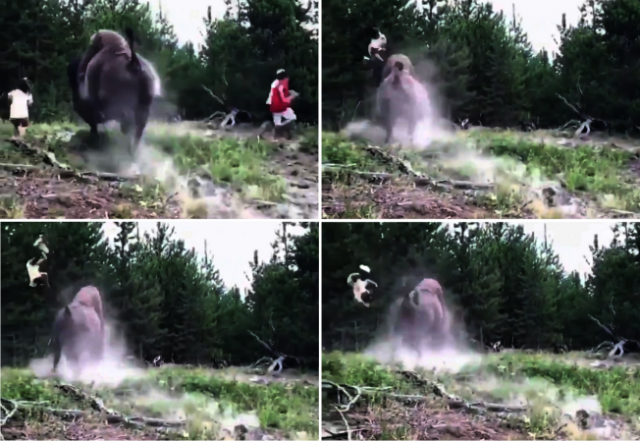 ç¾Žåœ‹é»ƒçŸ³åœ‹å®¶å…¬åœ’23æ—¥è­‰å¯¦ï¼Œæ—¥å‰æœ‰ä¸€åå¥³ç«¥é­åœ’å€å…§ç¾Žæ´²é‡Žç‰›è¡æ’žæ‹‹é£›ï¼Œæ‰€å¹¸å‚·å‹¢ä¸åš´é‡ï¼Œé€é†«å¾Œå·²ç¶“è¿”å®¶ã€‚åœ–ç‰‡æ“·å–Twitter/@haileyydaytonå½±ç‰‡