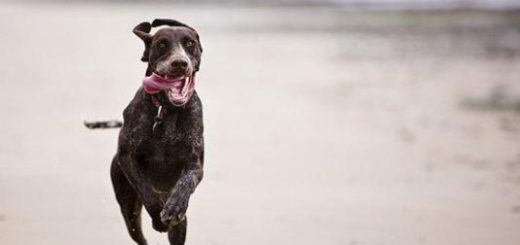 Image result for 新州一华女被狗追赶后称引发心脏疾病