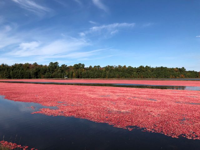 Cranberries