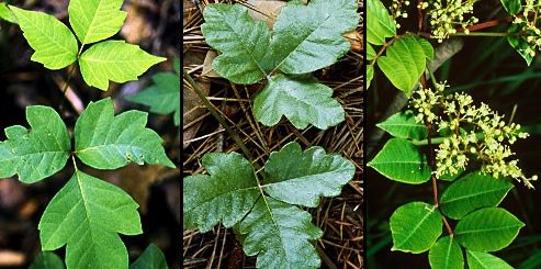 每年害苦无数人的毒葛 我该怎么避免中招?