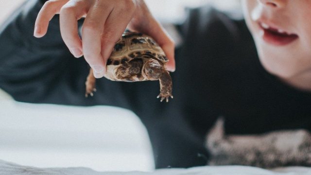 Image result for cdc kiss turtle