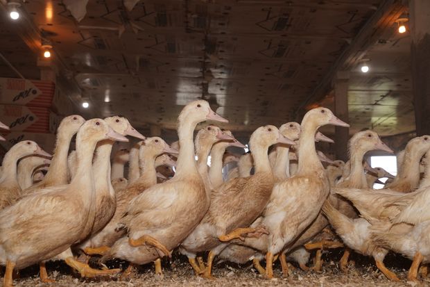 Image result for nyc law Legislation Banning the Sale of Foie Gras horse wagons