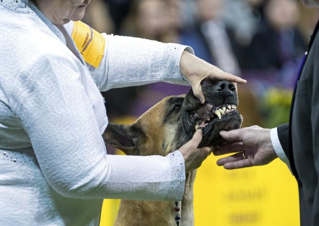 注意恶犬伤人! 俄亥俄州女子被自家大丹犬活活咬死 注意恶犬伤人! 俄亥俄州女子被自家大丹犬活活咬死