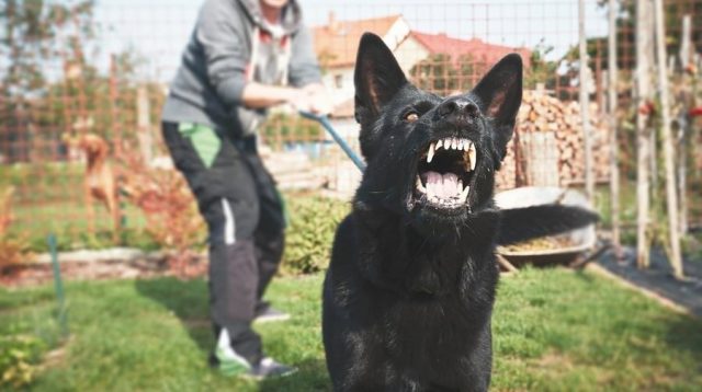 ãnew york dog lawãçåçæå°çµæ