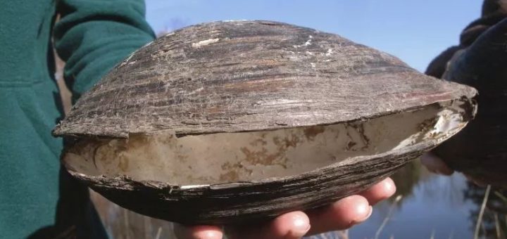 中国河蚌跑到美国池塘差点造成入侵灾难…这大蛤蜊居然这么霸道？