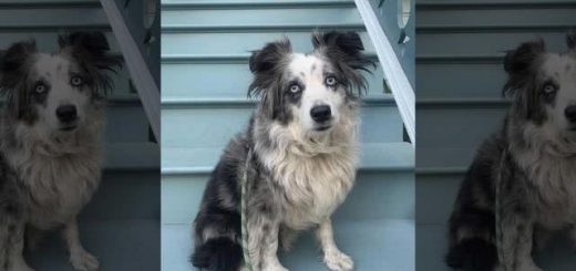 为寻爱犬美国女子悬赏5万，建专门网站全城找，直升机都派上了