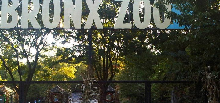 继雌虎纳迪亚后 布朗士动物园又有7只狮虎确诊新冠_图1-3