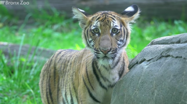 世界首例！纽约布朗士动物园一只老虎新冠检测呈阳性_图1-3