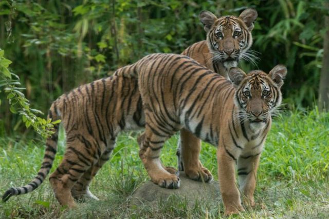 A Bronx Zoo tiger now has coronavirus