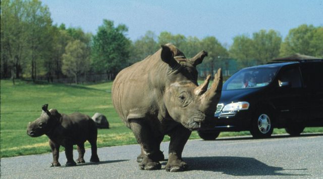 Six Flags in NJ will open safari for drive-thru visits this summer ...